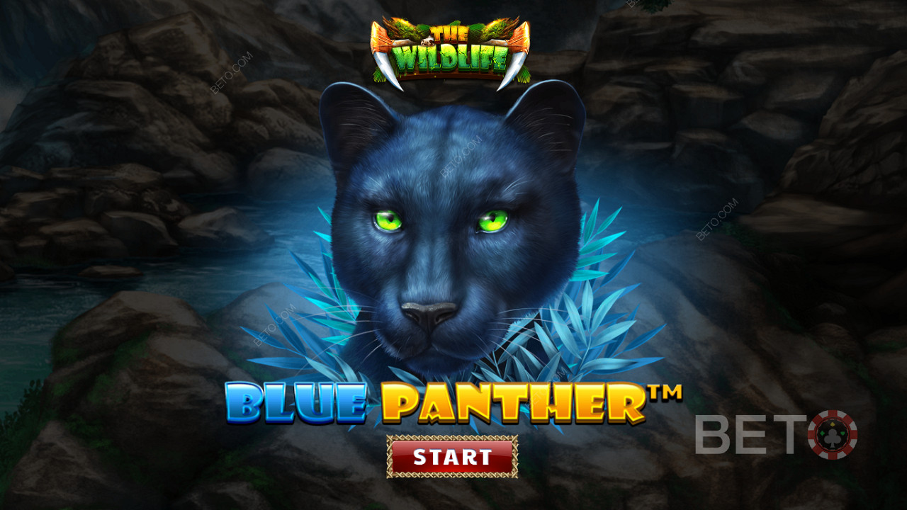 Περιπλανηθείτε στη ζούγκλα ανάμεσα στα νυχτερινά θηρία του κουλοχέρη Blue Panther